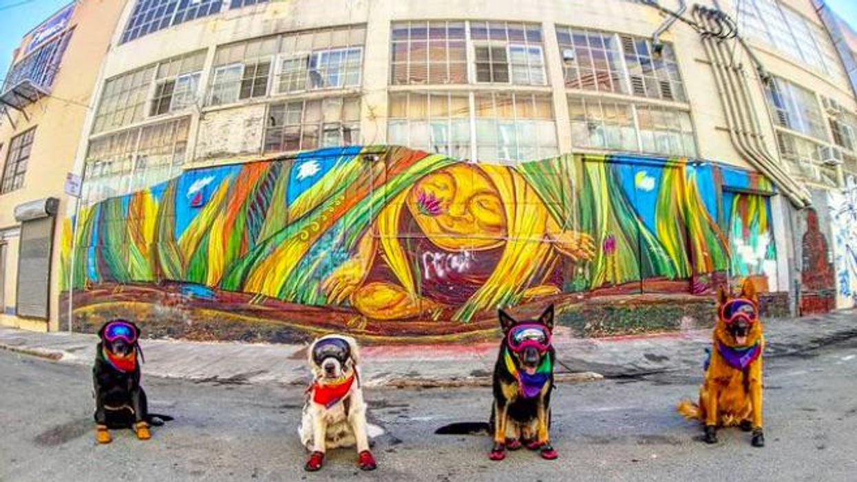Costumed dog brigade takes over SF and Instagram + more good news around the Bay Area