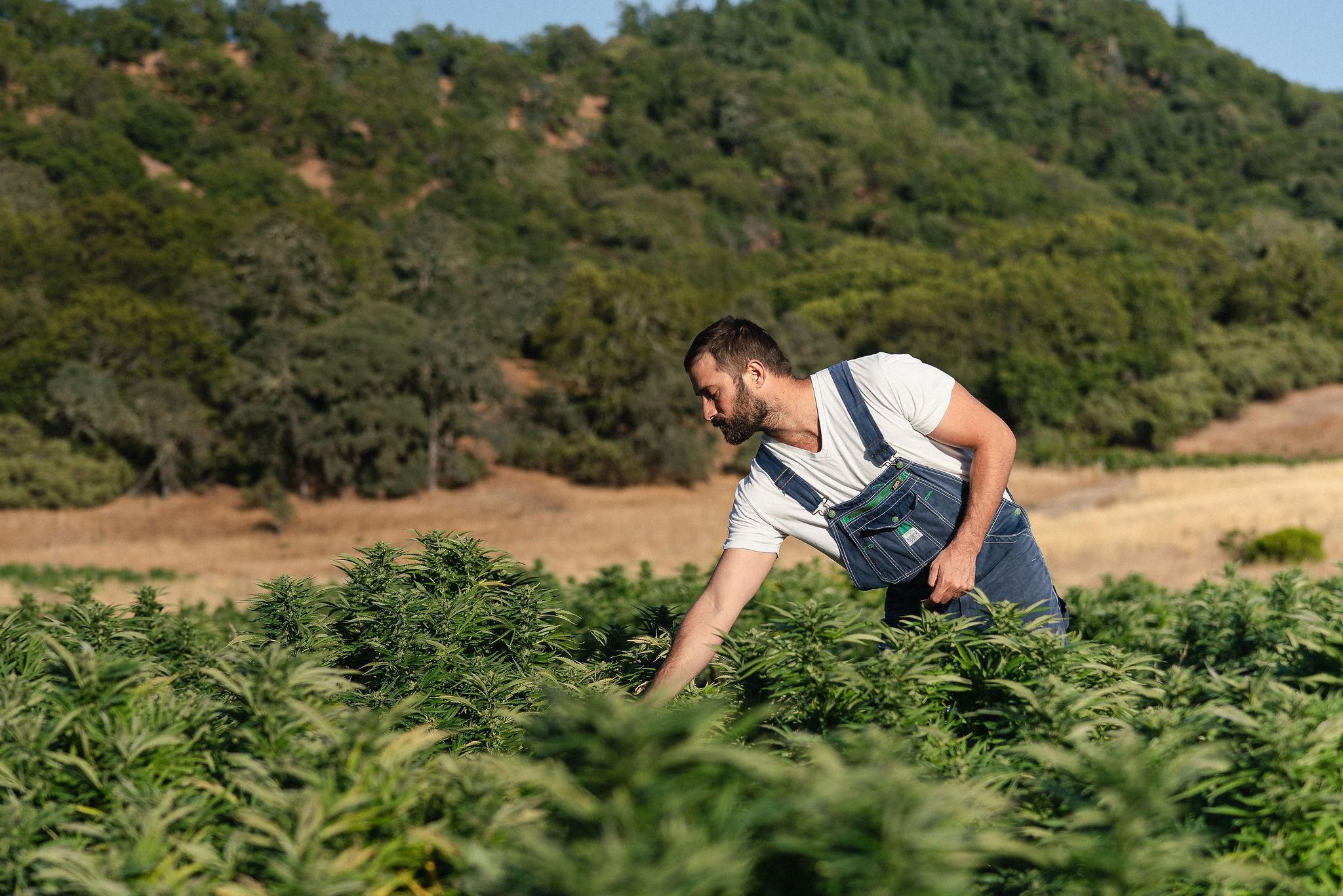 What is "sustainable" cannabis? In California's Emerald Triangle, it starts with terroir and sunshine