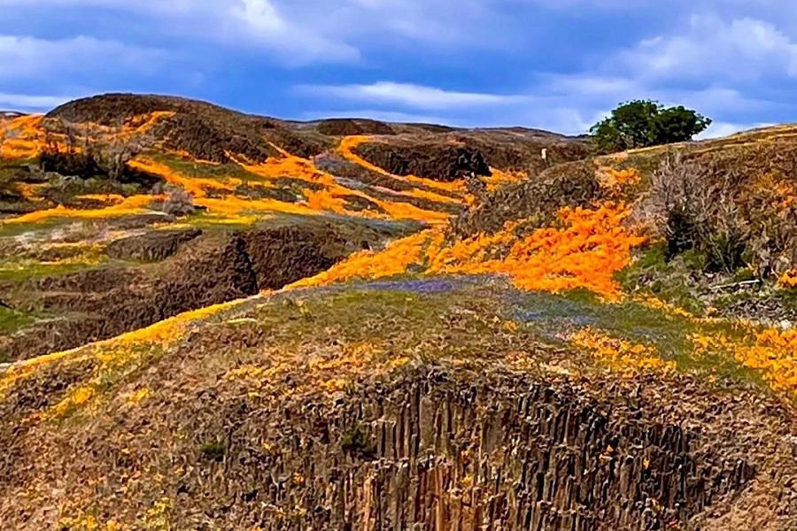 7 Unique Ways to Experience Northern California Wildflowers