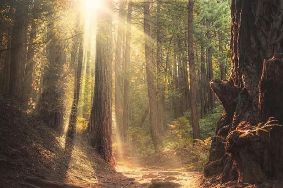 How to Spend the Perfect Day in Oakland’s Redwood Regional Forest