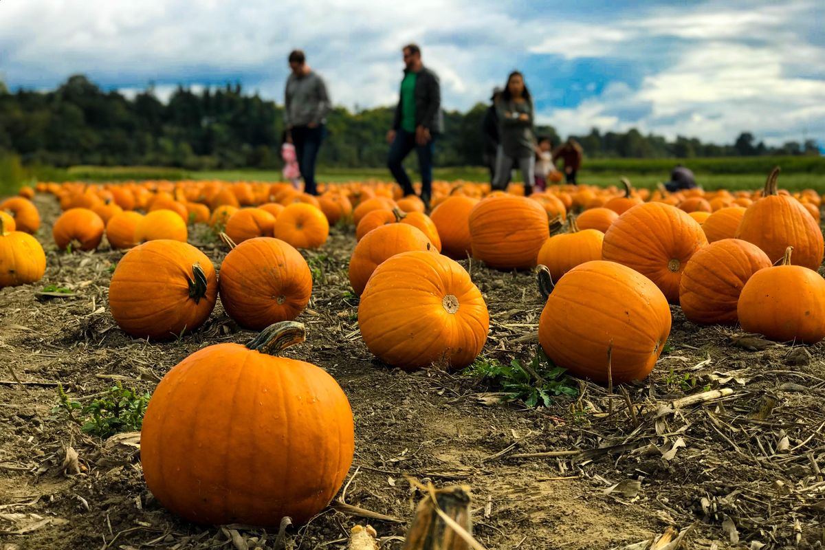 10 Pumpkin Patches (That Are So Much More) in the Bay Area