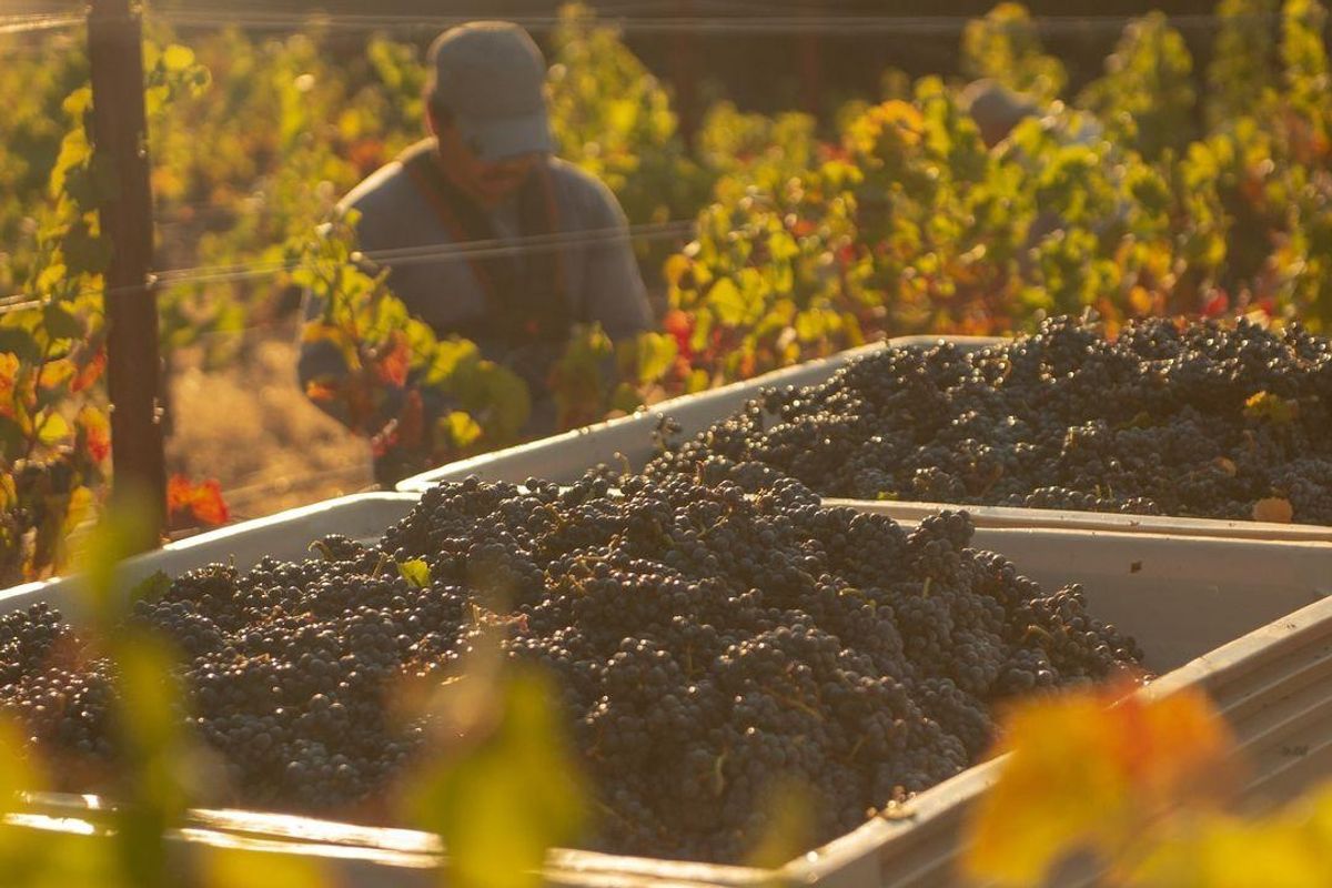Raise a glass to Anderson Valley's inaugural harvest festival, October 21-23