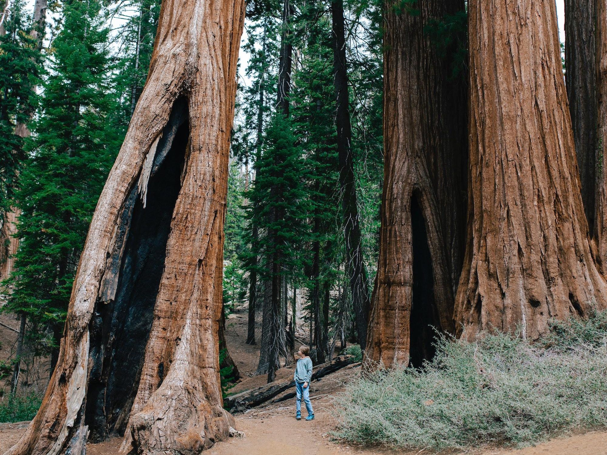 The Perfect Itinerary for Sequoia + Kings Canyon National Parks