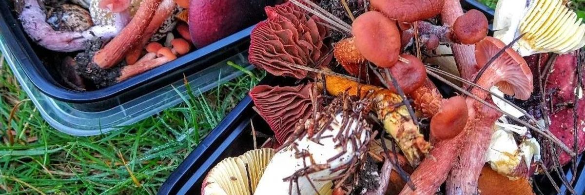 How to Forage for Mushrooms (and More) in Northern California