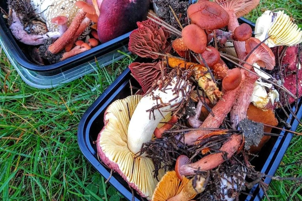 How to Forage for Mushrooms (and More) in Northern California