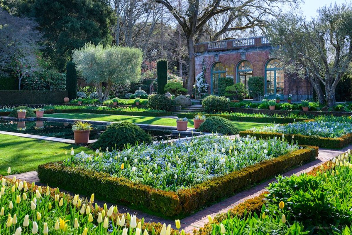Millions of daffodils + 80,000 tulips are blooming at Filoli this spring.
