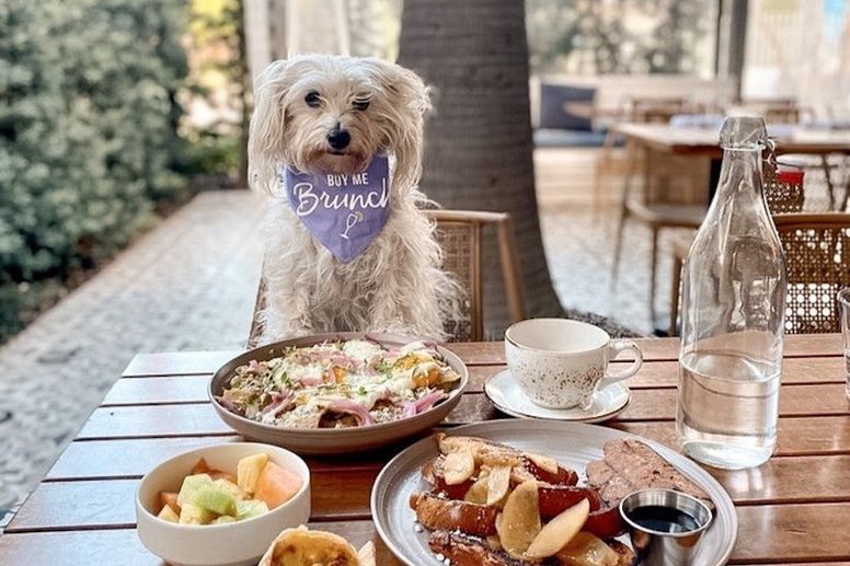 Are Dogs Allowed In Restaurant Southern California