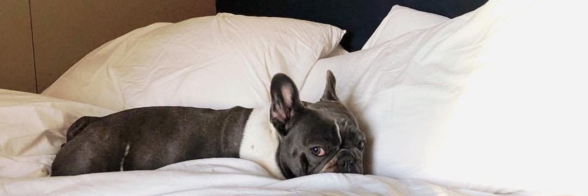 14 Dog-Friendly Hotels Down the California Coast