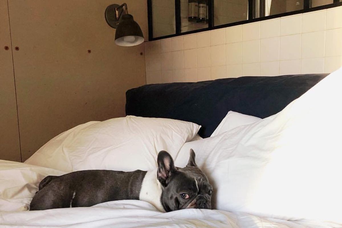 14 Dog-Friendly Hotels Down the California Coast