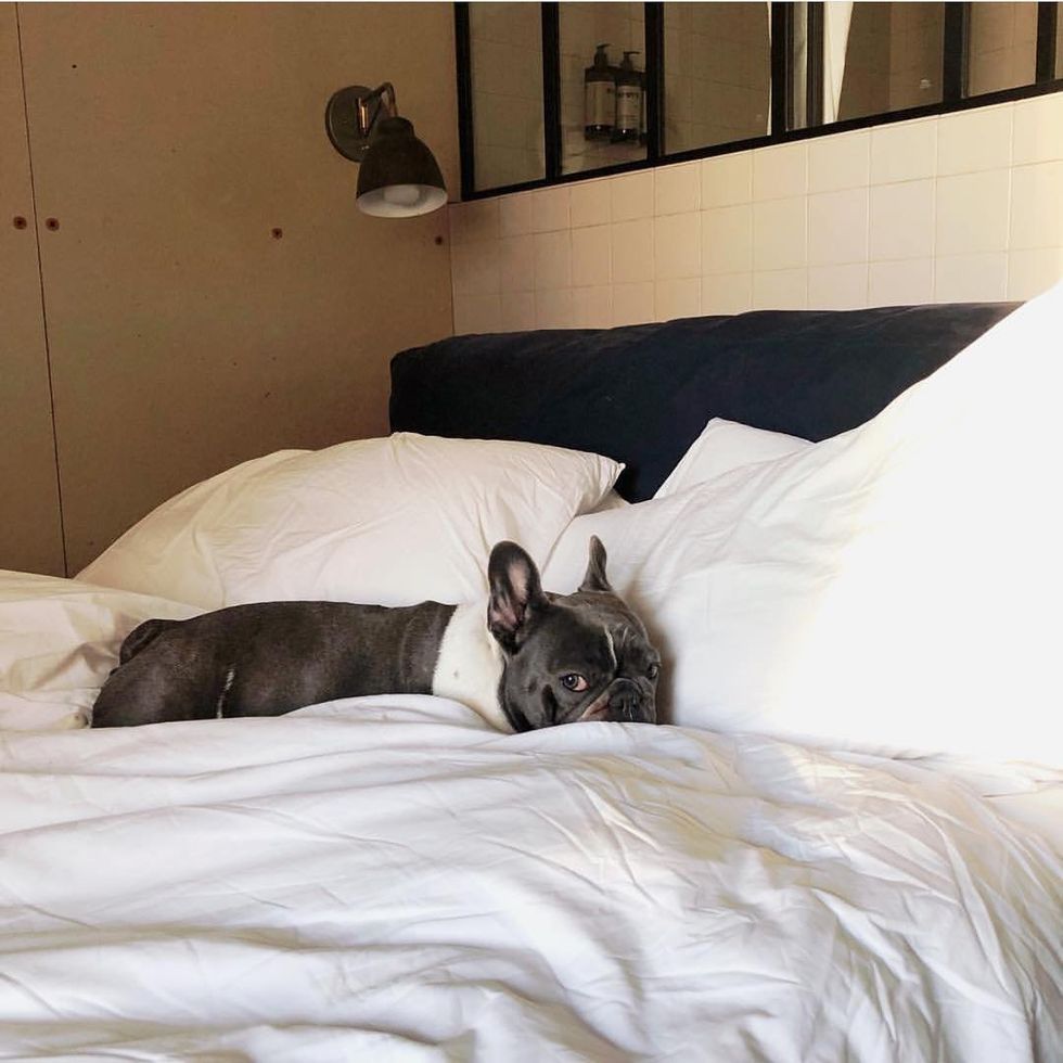 14 Dog Friendly Hotels Down The