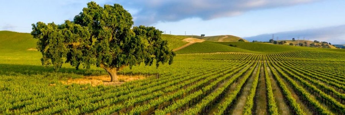 Summer Tasting Adventures in Livermore Valley Wine Country