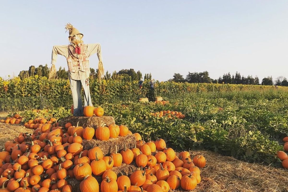 9 Pumpkin Patches With Haunted Houses, Goat Yoga, Food Trucks + More in the Bay Area