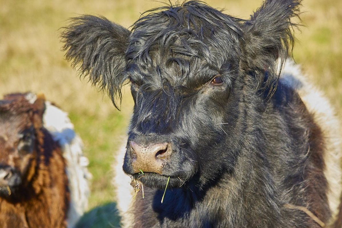 The Sea Ranch Lodge debuts regenerative agriculture with a view at The Farm.