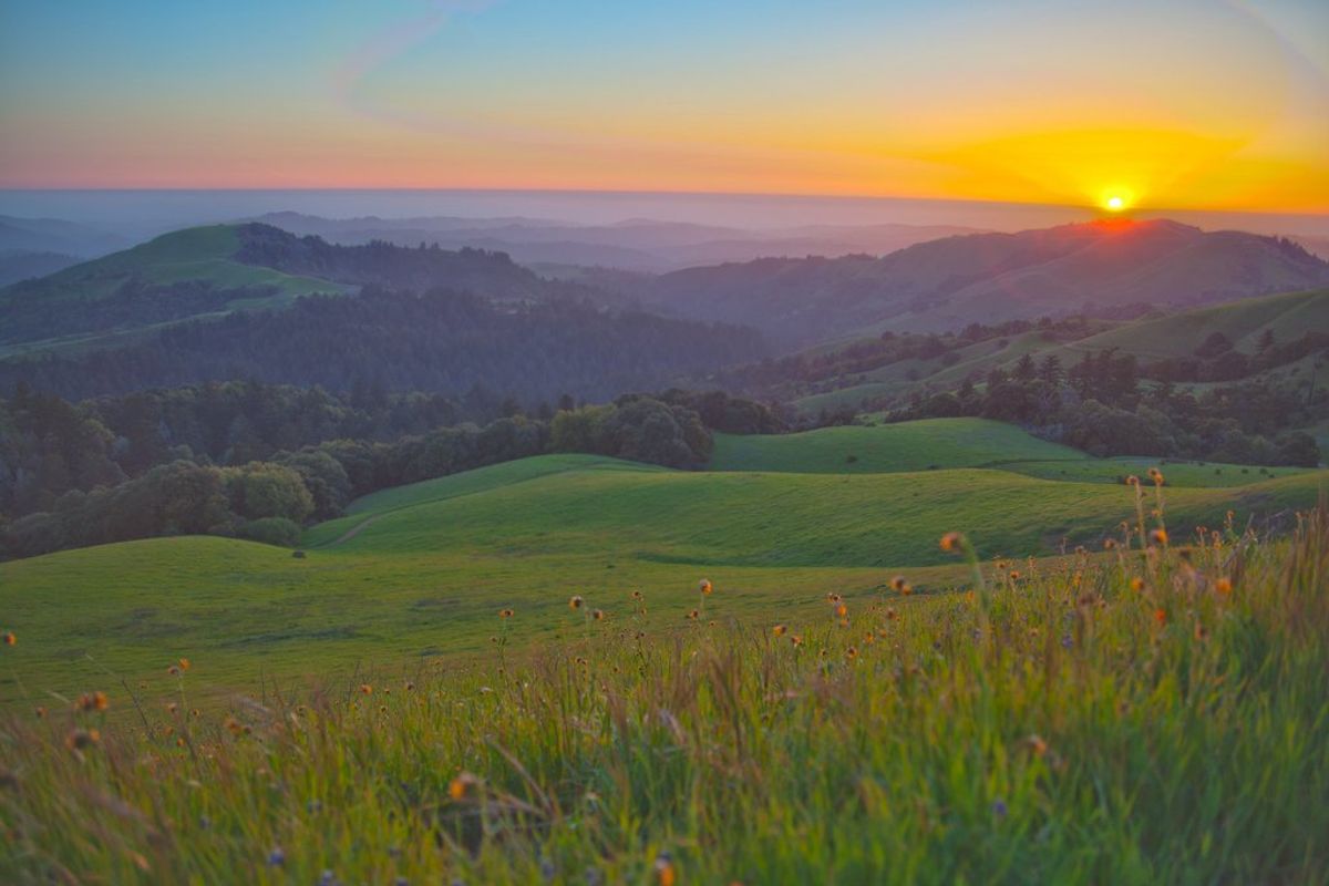 Frolic Through Wildflowers on These Bay Area Hikes