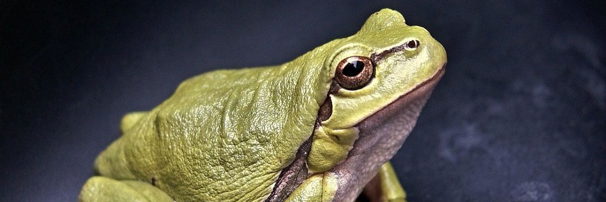 5 Seriously Quirky Summer Festivals in Northern California