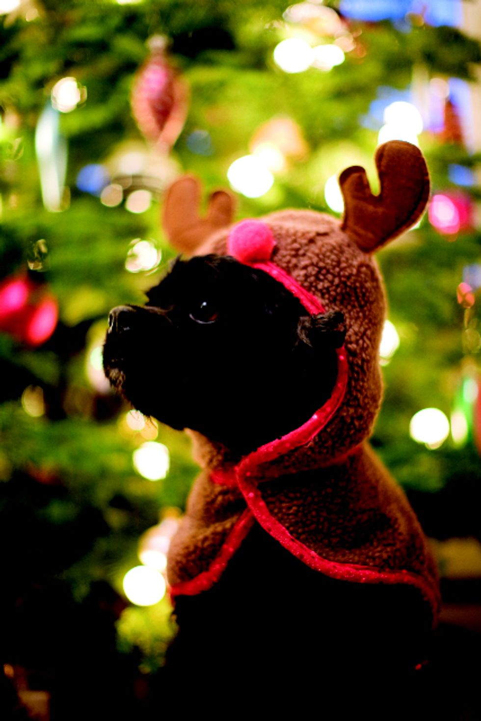 SF Dogs and Cats Dressed Up for the Holidays: A Gallery of Cuteness, Cheer and Disgruntled Pets