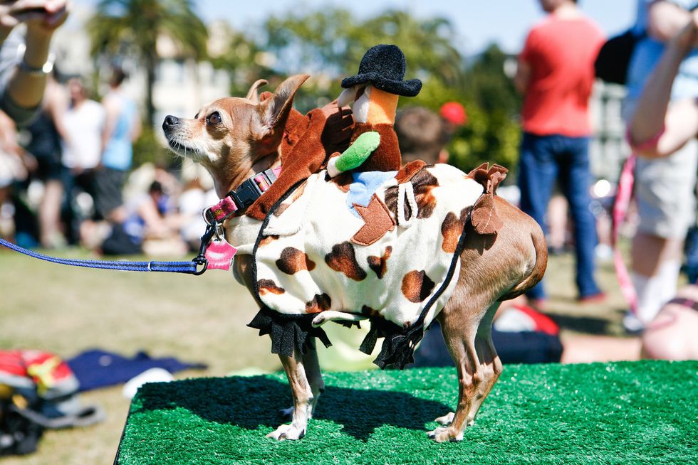 Frida Kahlo and Other Dog Costume Awesomeness from The Whole Enchihuahua in Dolores Park