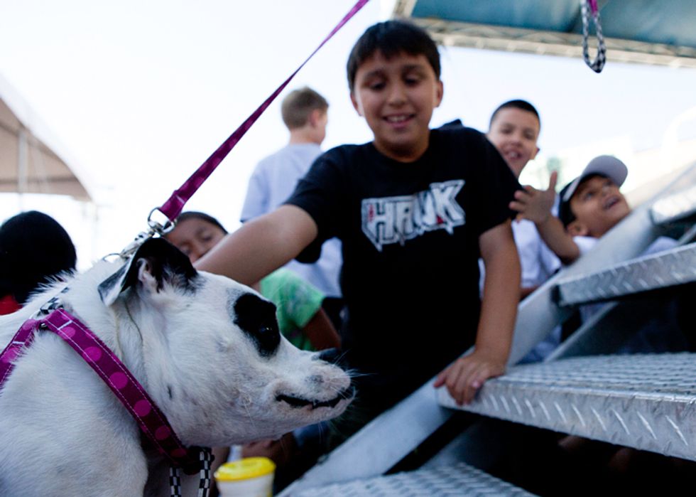 Yoda, a Two Pound Chihuahua, Crowned The World's Ugliest Dog