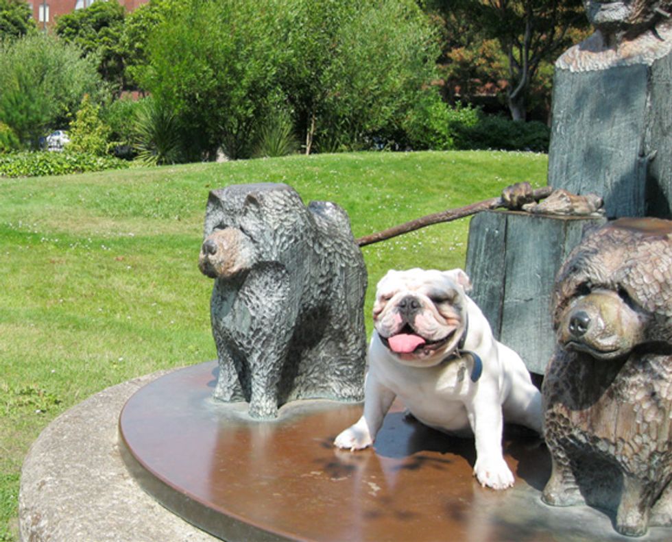 DOGMA Pet Poll Winner: See Who Repped Their 'Hood the Best!