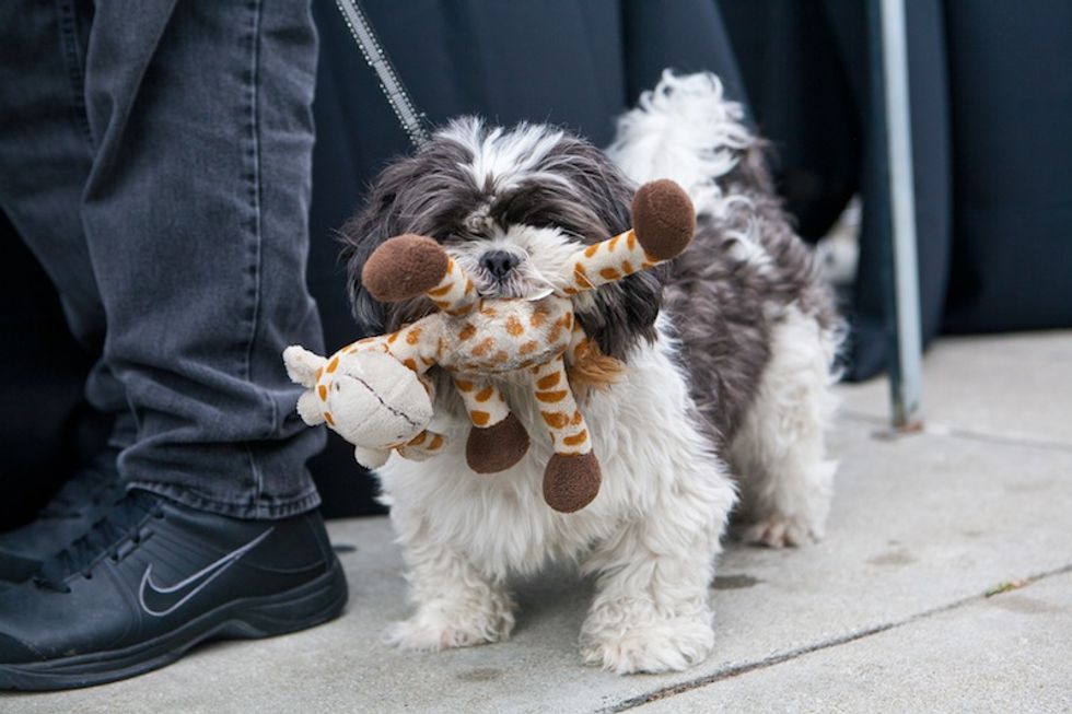 Photos: 7x7 and SF SPCA's Pet Event in Hayes Valley: SF Dogma