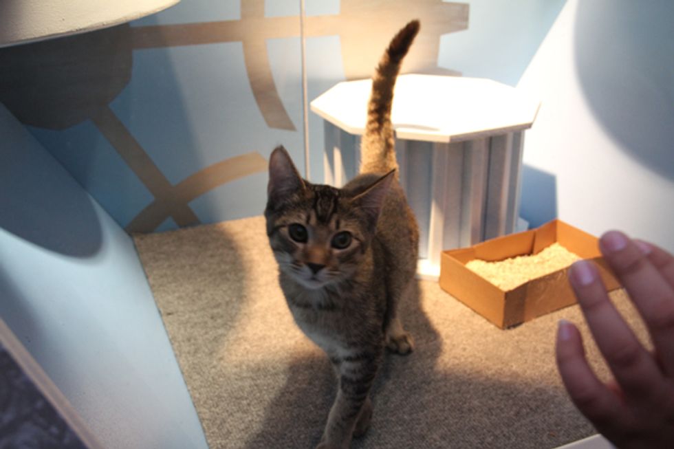 SF SPCA Kittens & Puppies Are Unveiled at Macy's