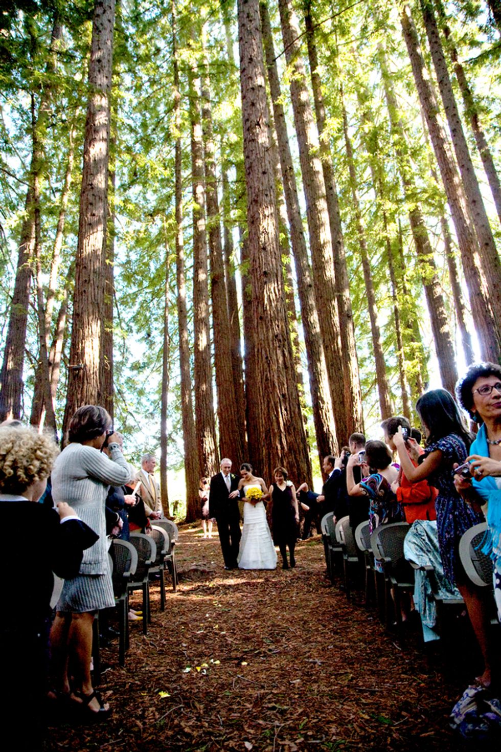 A Wedding Under the Redwoods