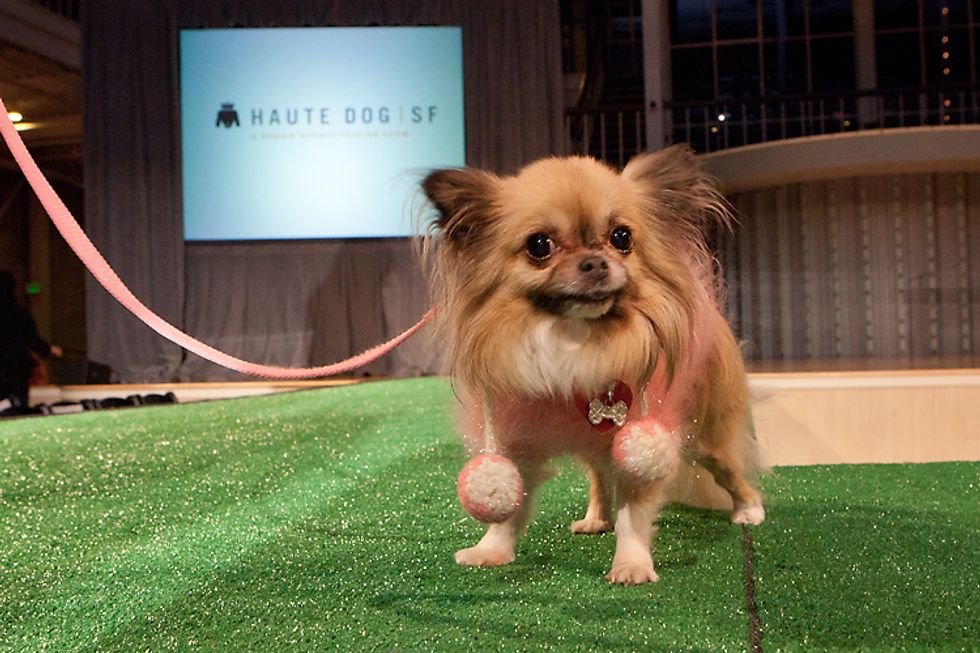 Photos: Haute Dog SF: Dozens of Dashing Dogs at the San Francisco Design Center