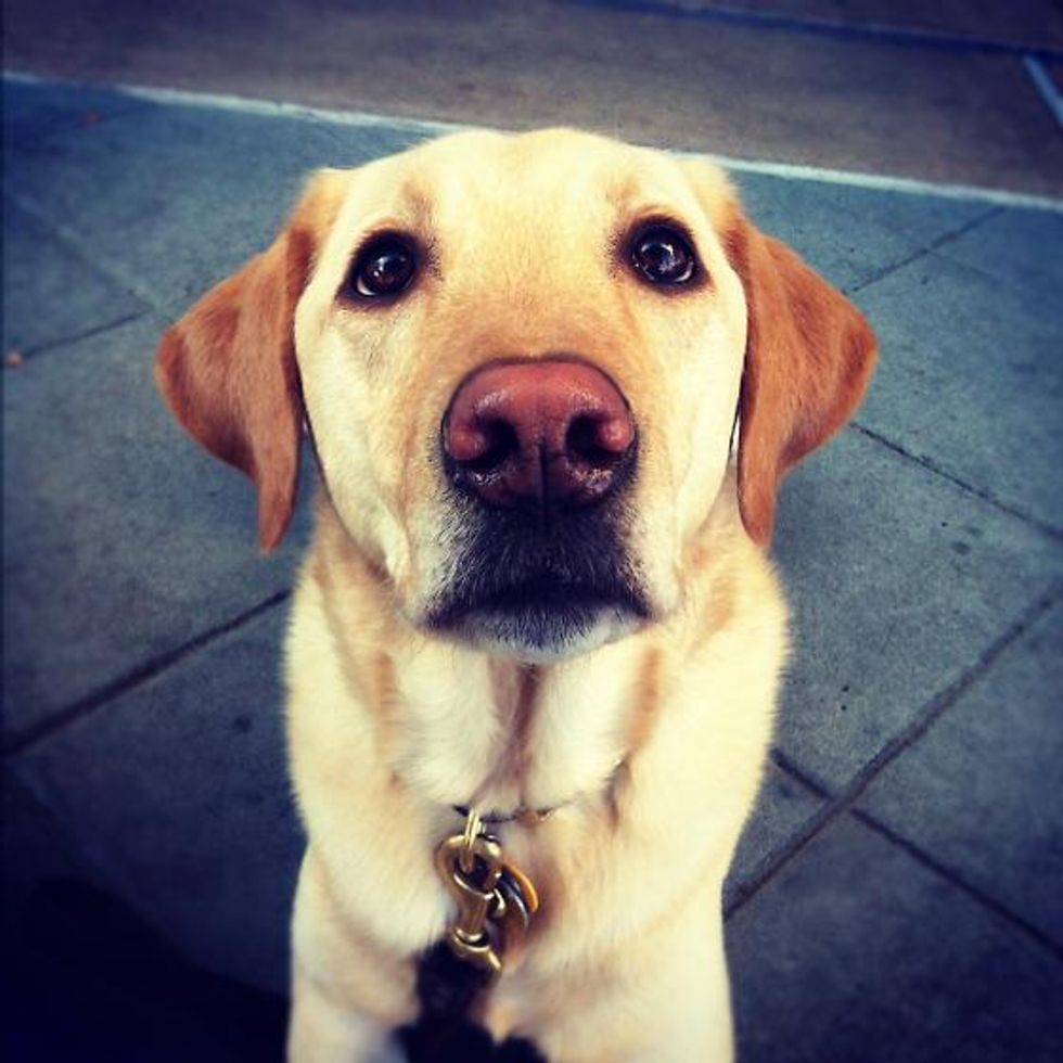 SF's Cutest Dog of 2012: The Top 25 Finalists...Vote!