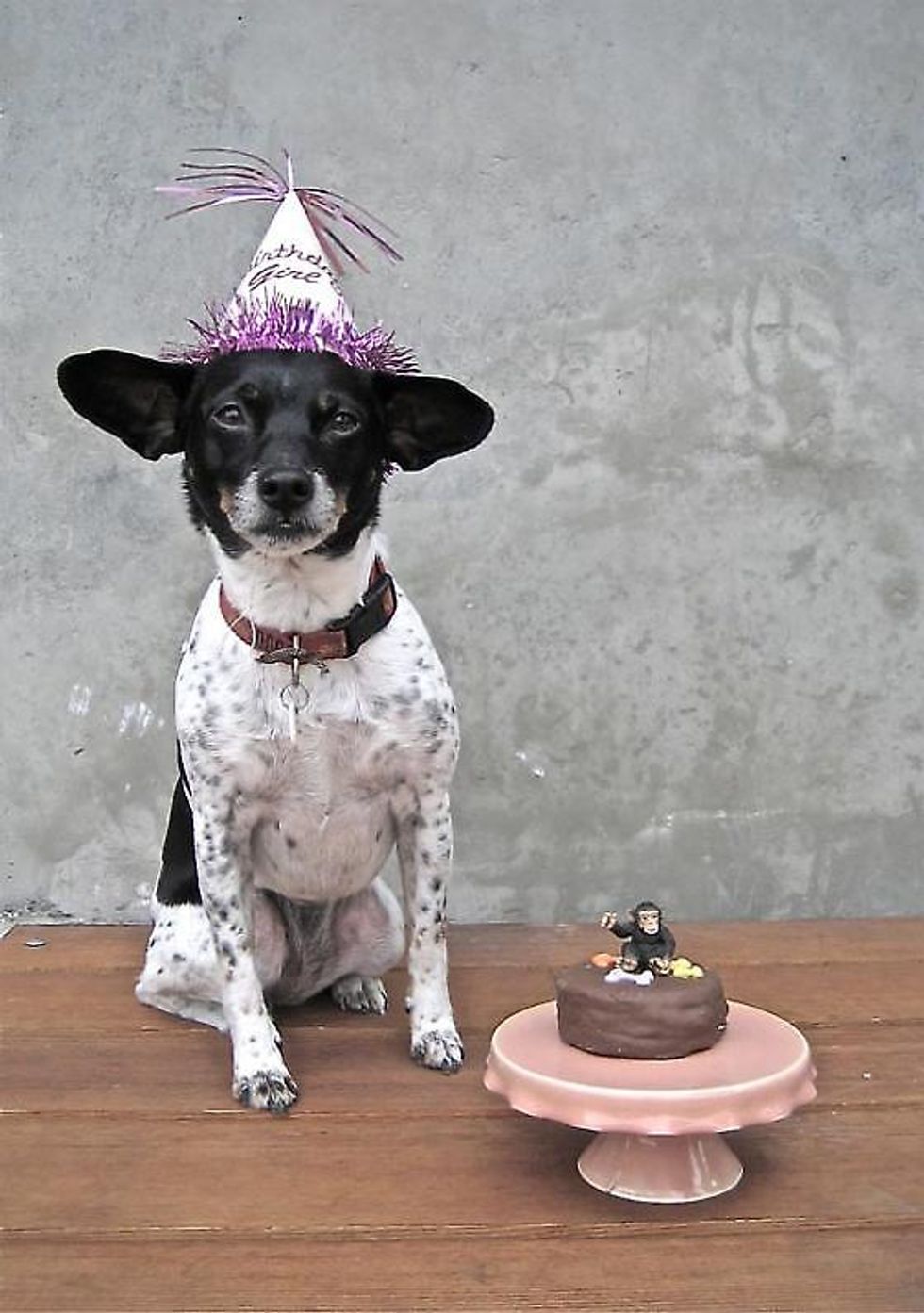 SF's Cutest Dog of 2012: The Top 7 Finalists...Vote!