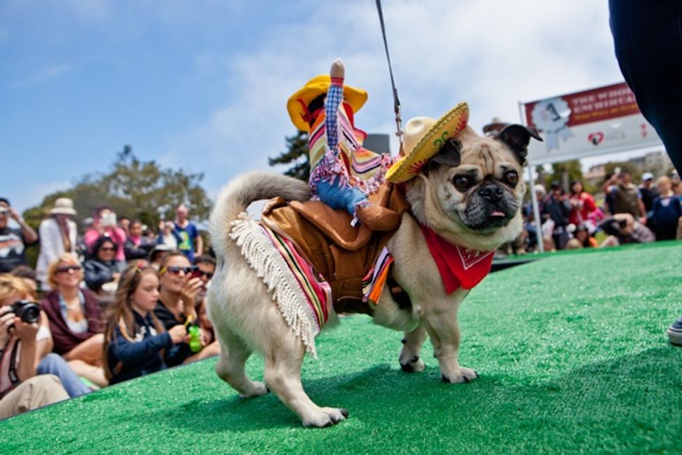 Photos: The Whole Enchihuahua 2012 in Dolores Park with the SF SPCA