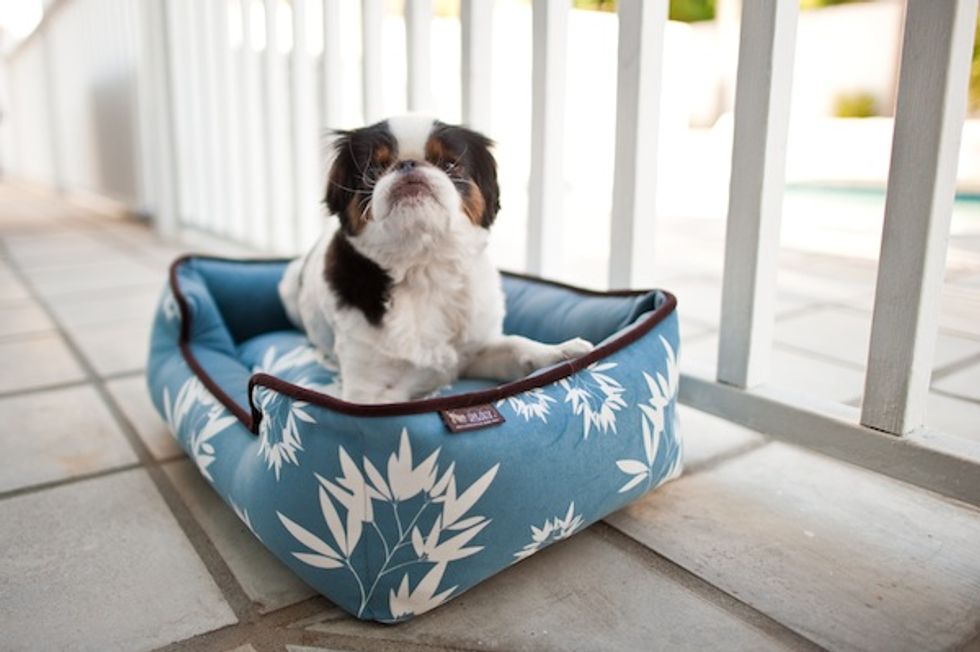 P.L.A.Y: Redefining the Pet Bed Experience