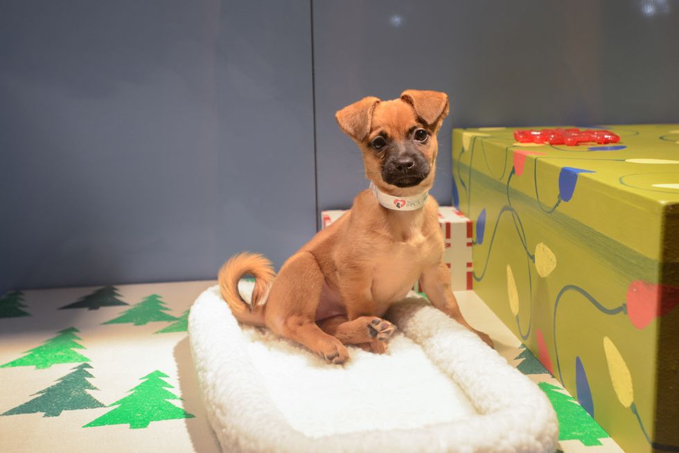 Puppies and Kittens, Oh My! The SF SPCA Lights Up Macy's Holiday Windows