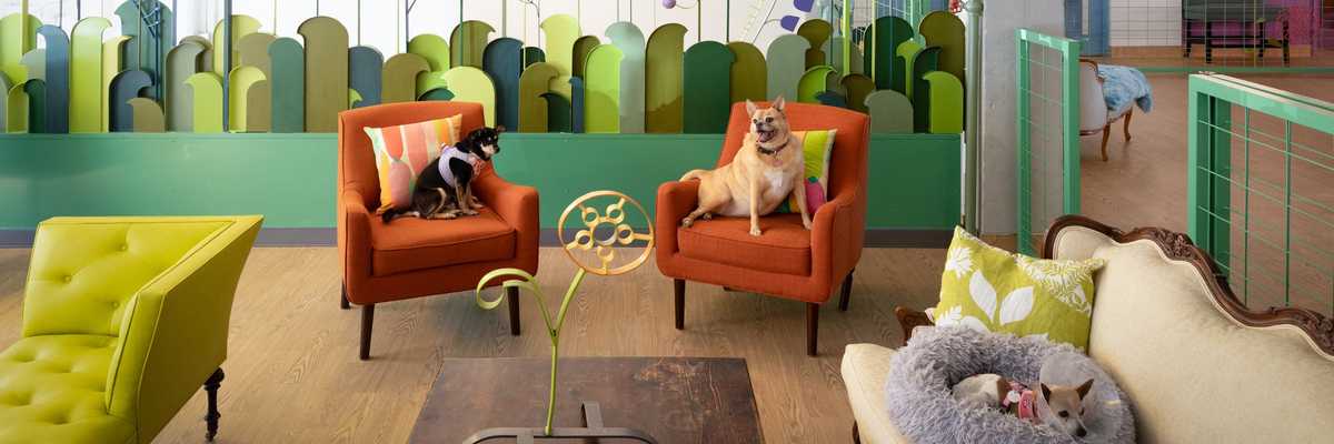 SF's Muttville joyfully re-envisions the dreary dog shelter—with the help of designer Ken Fulk.