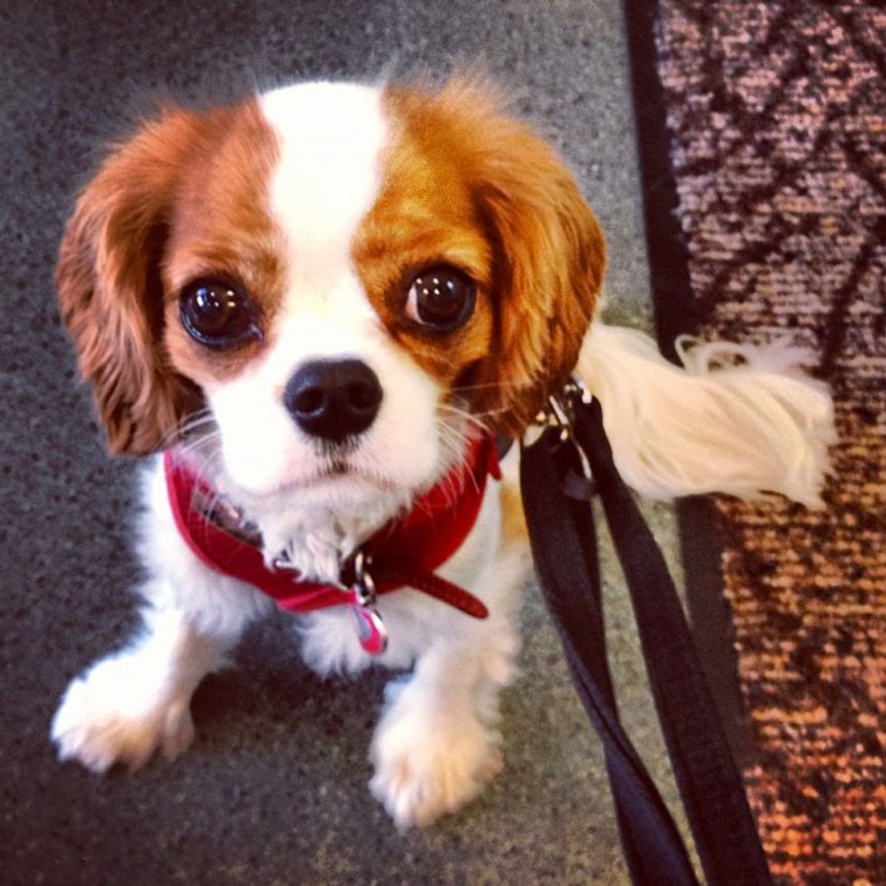 The Top 49 Cutest Dog Poll Finalists...VOTE!