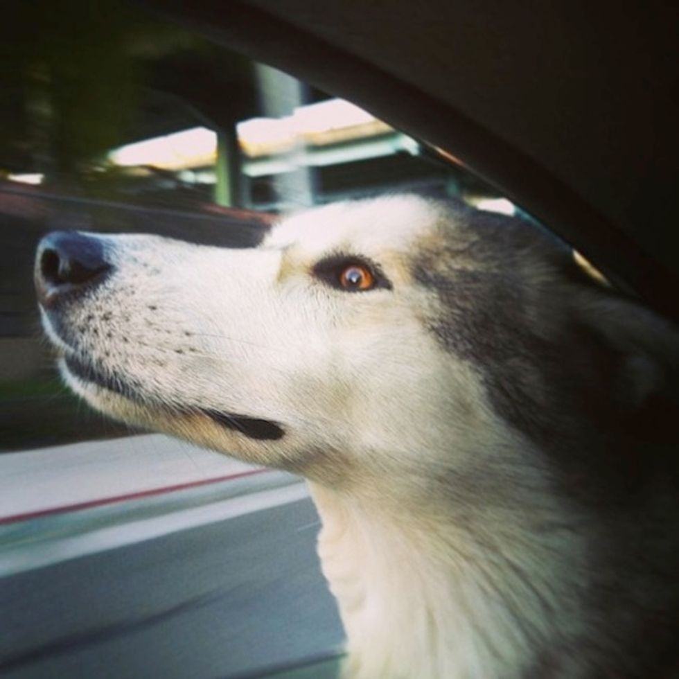 And the Winner of the 2013 Cutest Dog Poll Is...