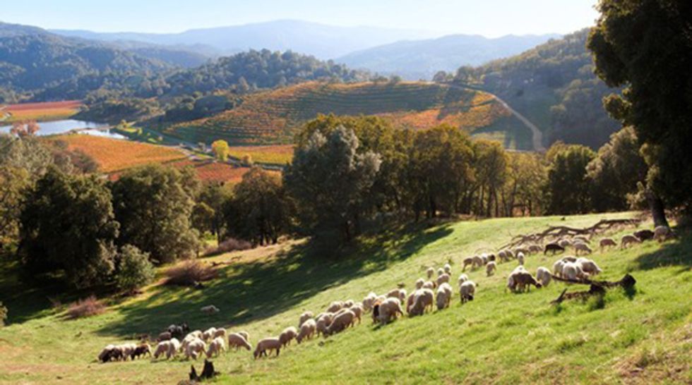 Napa’s OffRoad Winery Excursions 7x7 Bay Area