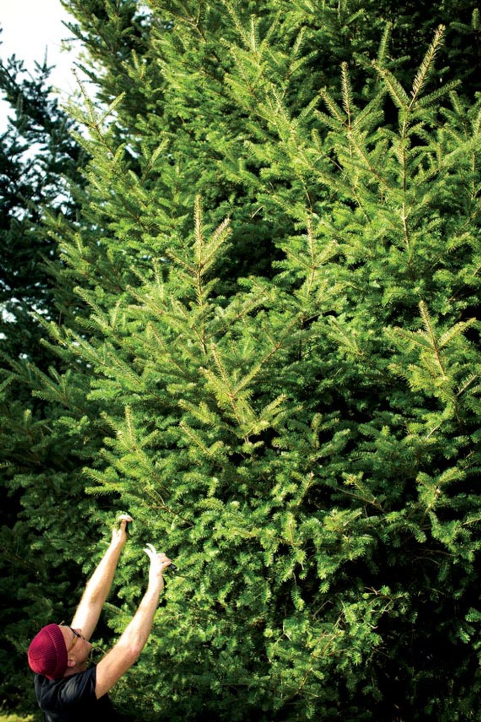 A Gin that Tastes Like a Hike on Mount Tamalpais