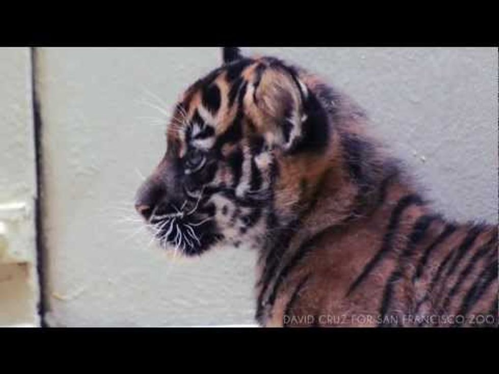 And the SF Zoo's Most Adorable New Resident Is...