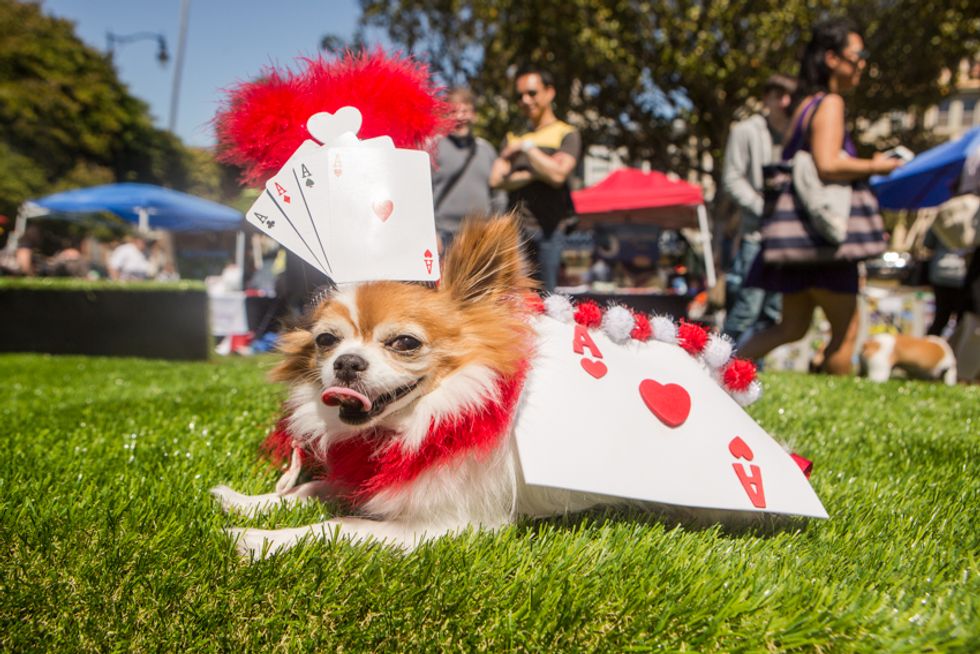 The Whole Enchihuahua 2013
