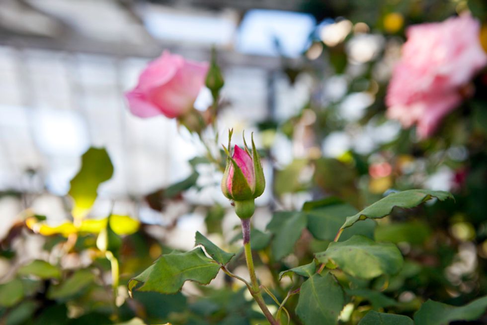 Scenes of the City: Portola's Abandoned Rose Nursery