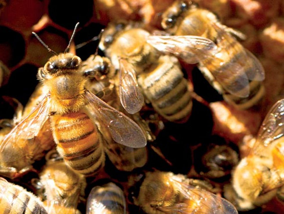 How Telegraph Hill's Helset Honey Is Made