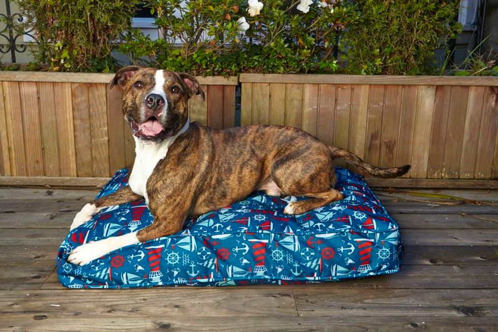 Meet Molly Mutt, Berkeley's Eco-Friendly Pet Company