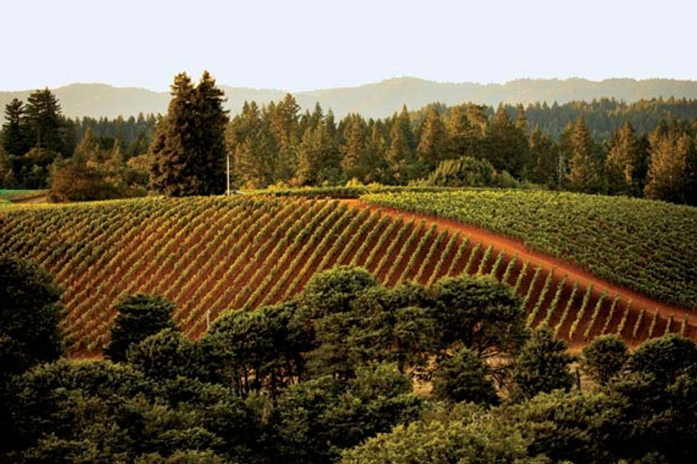 Behind the Scenes of a Legendary Winemaker's First Solo Performance