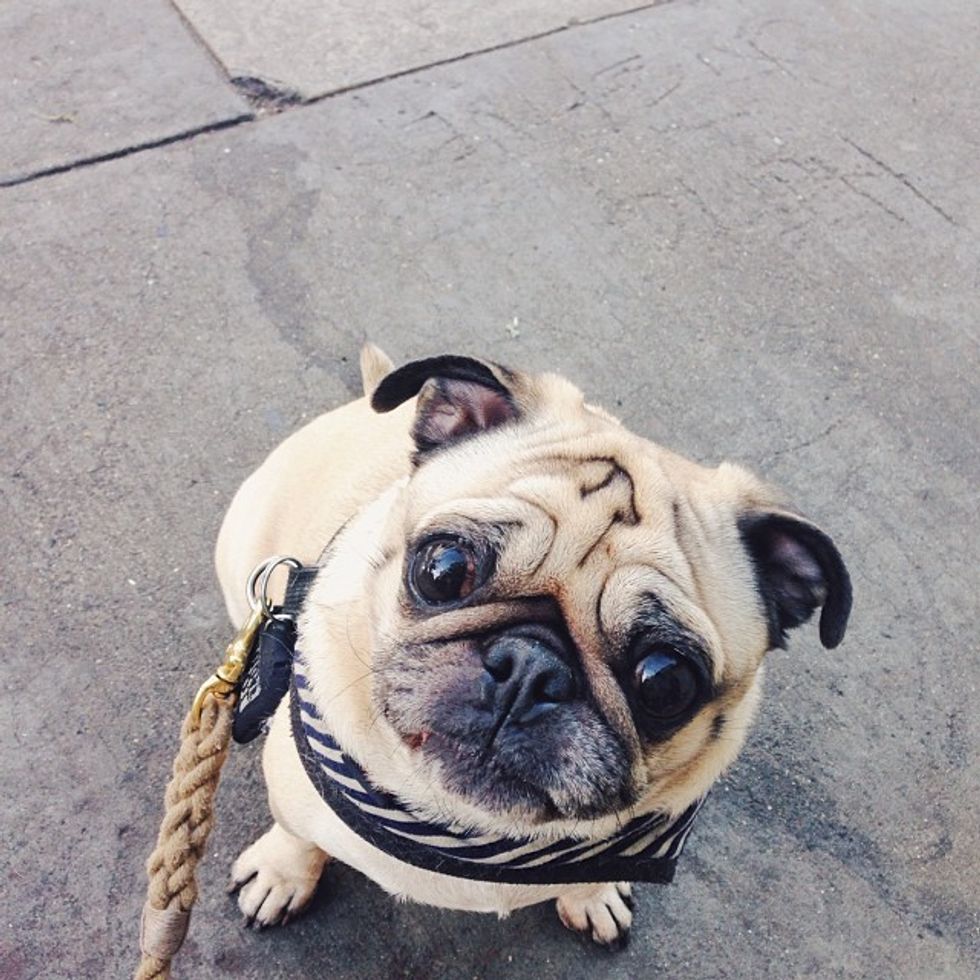 Vote for the Cutest Canine in the 2014 Dog Poll: Top 49