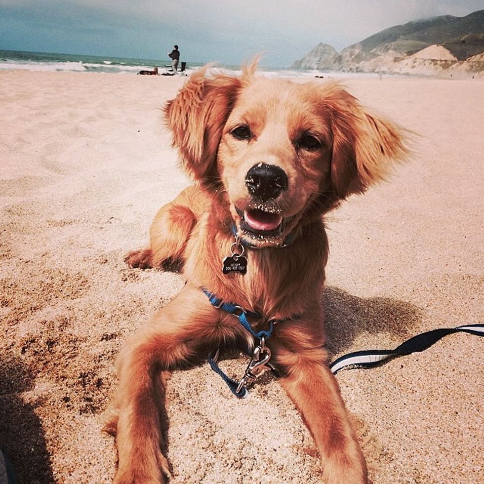 Vote for the Cutest Canine in the 2014 Dog Poll, Top 21