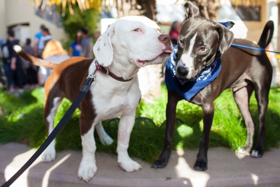 Sponsored: Drenched in Puppy Love at SPCA's Grand Re-Opening