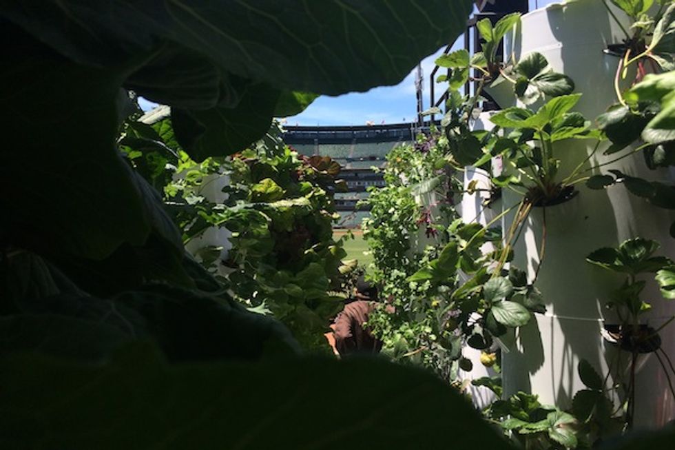 Hunter Pence Introduces AT&T Park's New Edible Garden