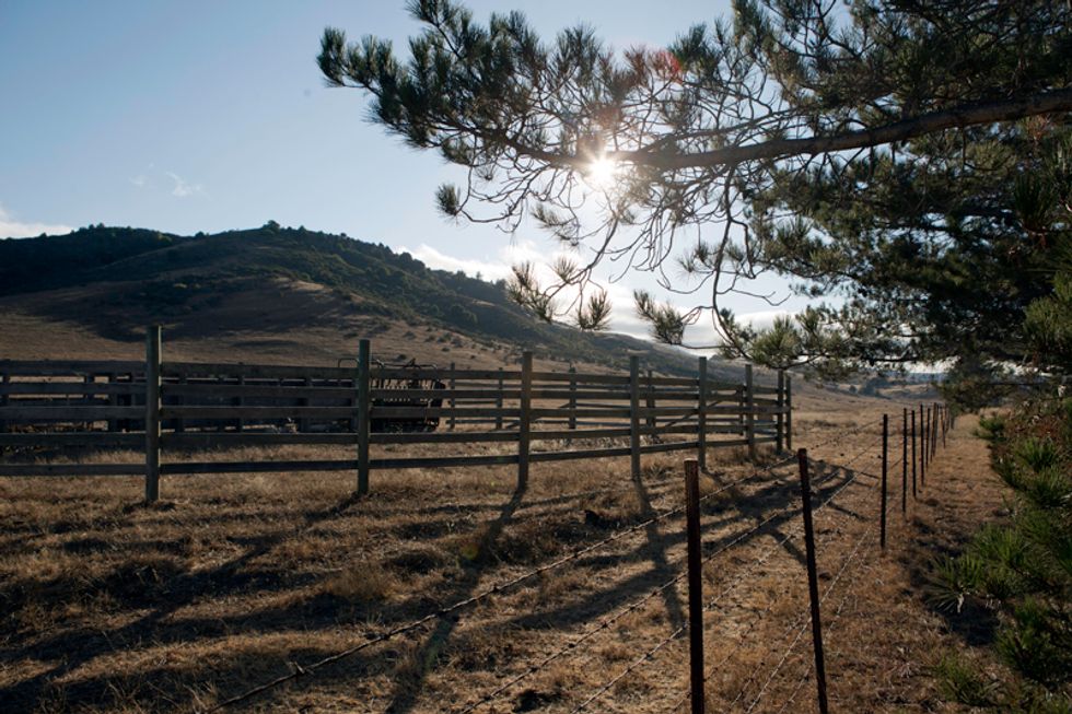 Escape From SF this Weekend to Nicasio Valley