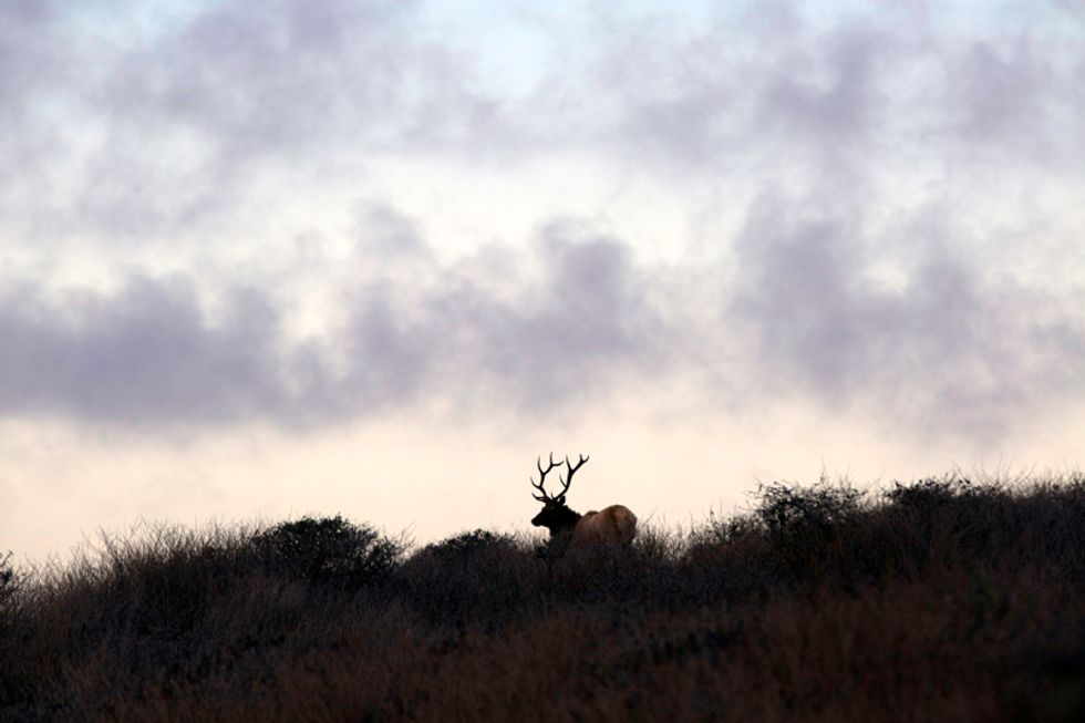 Escape from SF: Tule Elk Reserve in Point Reyes