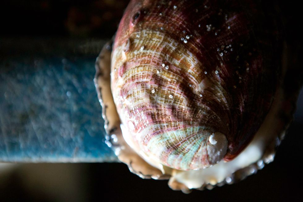 Escape From SF: American Abalone Farms